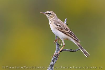 Tawny Pipit (Anthus campestris)