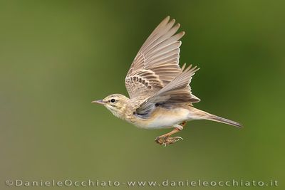 Tawny Pipit (Anthus campestris)