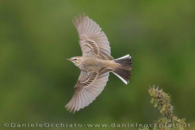 Tawny Pipit (Anthus campestris)