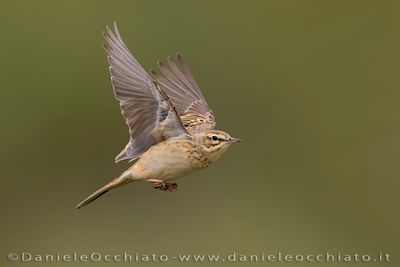 Tawny Pipit (Anthus campestris)