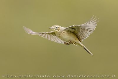 Tawny Pipit (Anthus campestris)