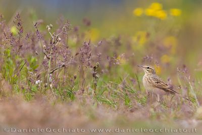 Tawny Pipit (Anthus campestris)