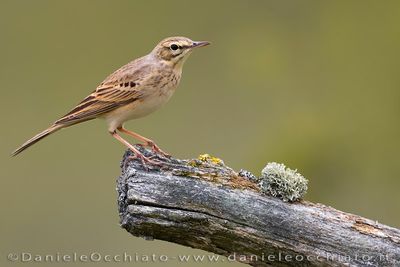 Tawny Pipit (Anthus campestris)