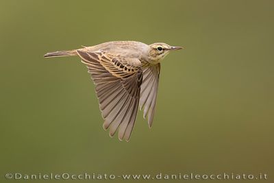 Tawny Pipit (Anthus campestris)