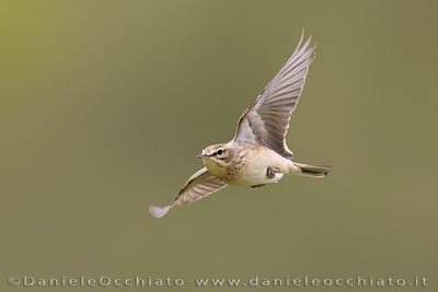 Tawny Pipit (Anthus campestris)