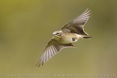 Tawny Pipit (Anthus campestris)