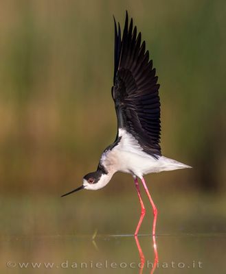Black-winged Stilt (Himantopus himantopus)