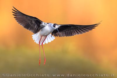Black-winged Stilt (Himantopus himantopus)