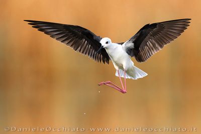 Black-winged Stilt (Himantopus himantopus)