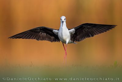 Black-winged Stilt (Himantopus himantopus)