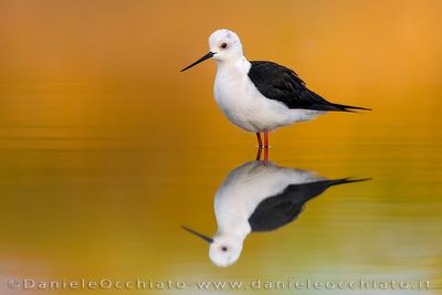 Black-winged Stilt (Himantopus himantopus)
