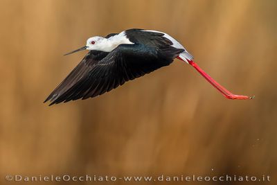 Black-winged Stilt (Himantopus himantopus)