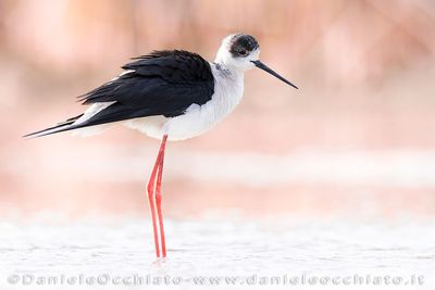 Black-winged Stilt (Himantopus himantopus)
