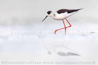 Black-winged Stilt (Himantopus himantopus)