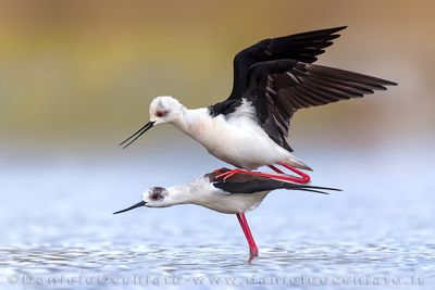 Black-winged Stilt (Himantopus himantopus)