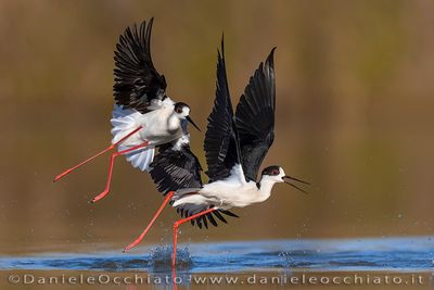 Black-winged Stilt (Himantopus himantopus)