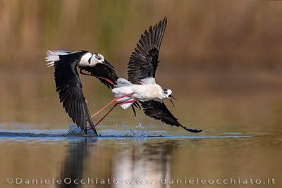 Black-winged Stilt (Himantopus himantopus)