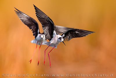 Black-winged Stilt (Himantopus himantopus)