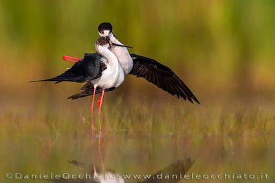 Black-winged Stilt (Himantopus himantopus)