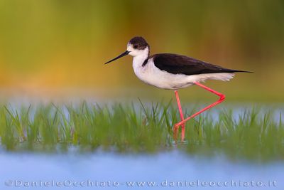Black-winged Stilt (Himantopus himantopus)
