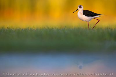 Black-winged Stilt (Himantopus himantopus)
