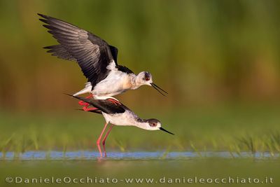 Black-winged Stilt (Himantopus himantopus)