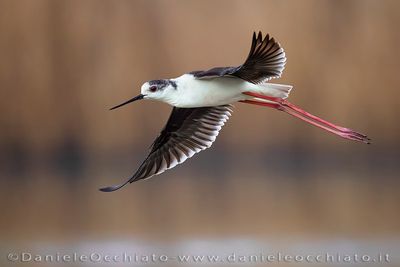 Black-winged Stilt (Cavaliere d'Italia)