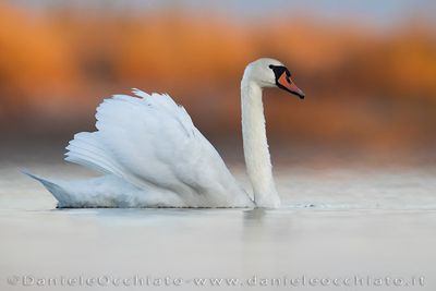 Cigno reale; Mute Swan; Cygnus olor