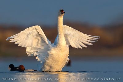 Cigno reale; Mute Swan; Cygnus olor