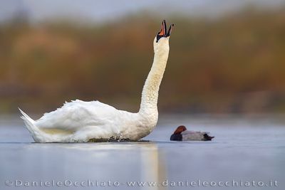 Cigno reale; Mute Swan; Cygnus olor