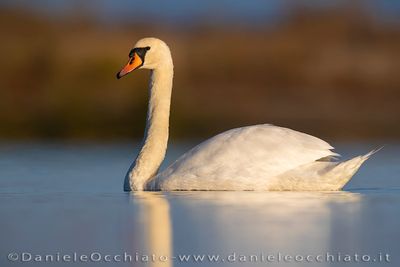 Cigno reale; Mute Swan; Cygnus olor
