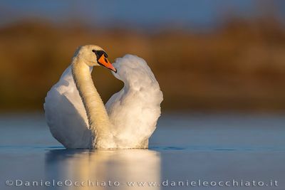 Cigno reale; Mute Swan; Cygnus olor