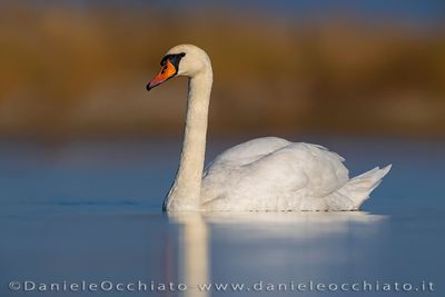 Cigno reale; Mute Swan; Cygnus olor
