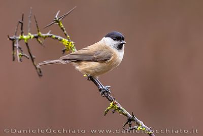 Marsh Tit (Cincia bigia)