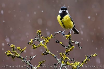 Great Tit (Cinciallegra)