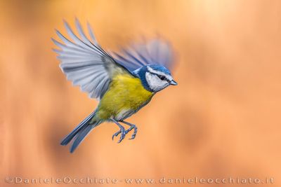 Blue Tit (Cyanistes caeruleus)