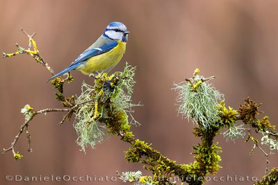 Blue Tit (Cyanistes caeruleus)