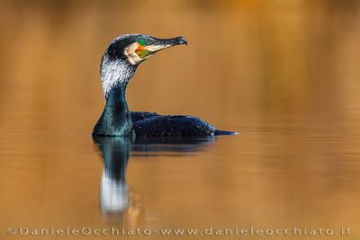Great Cormorant (Phacrocorax carbo sinensis)
