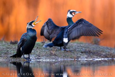 Great Cormorant (Cormorano)