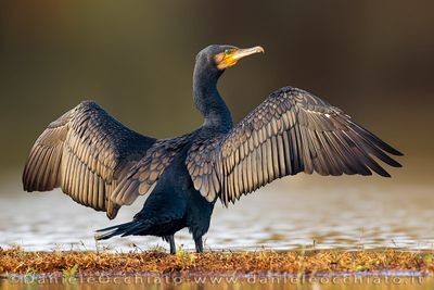 Cormorano; Great Cormorant; Phalacrocorax carbo sinensis