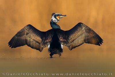 Great Cormorant (Cormorano)