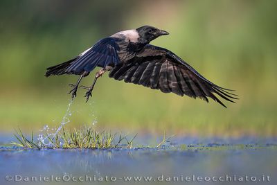 Hooded Crow (Corvus cornix)