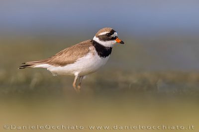 Common Ringed Plover (Charadrius hiaticula)