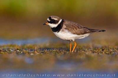 Common Ringed Plover (Charadrius hiaticula)
