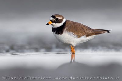 Ringed Plover (Corriere grosso)