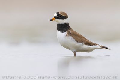 Common Ringed Plover (Charadrius hiaticula)
