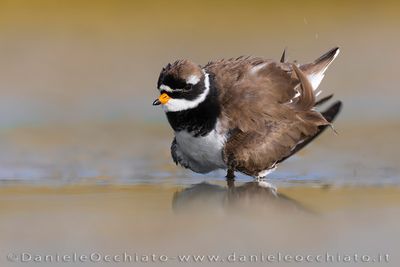 Common Ringed Plover (Charadrius hiaticula)