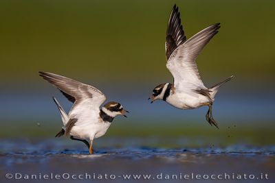 Common Ringed Plover (Charadrius hiaticula)