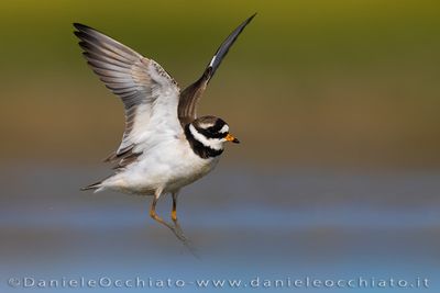 Common Ringed Plover (Charadrius hiaticula)