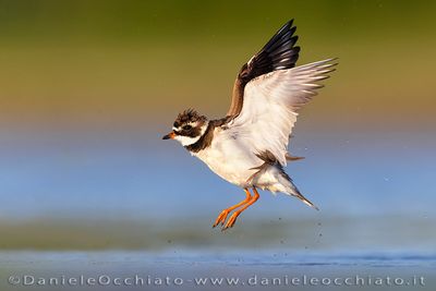 Common Ringed Plover (Charadrius hiaticula)
